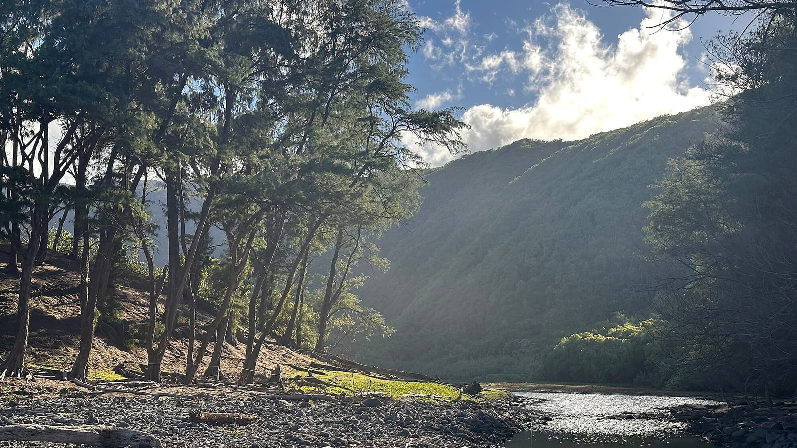 Ironwood trees and a stream at the floor of Pololū Valley, with steep green valley walls in morning light