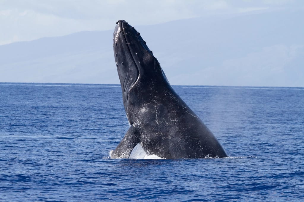 A humpback whale breaching straight up out of deep blue water off the Hawaiian Islands