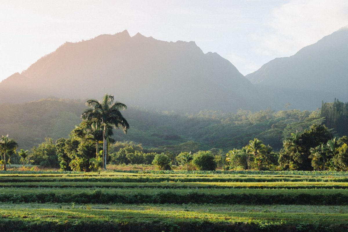 Placeholder photo (real gallery photos TBD) — misty mountains rising over the taro fields of Hanalei Valley, Kauaʻi.