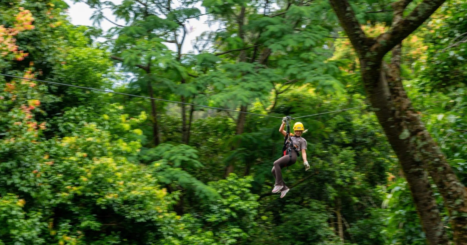 Guest zip-lining through the green treetop canopy above North Kohala.