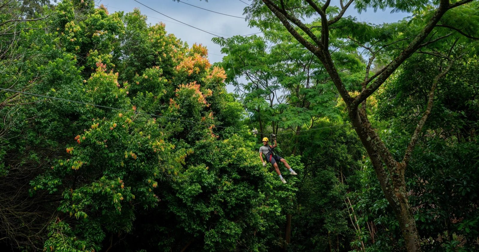 Guest zip-lining past a flowering tree canopy on the Kohala Zip & Dip course.