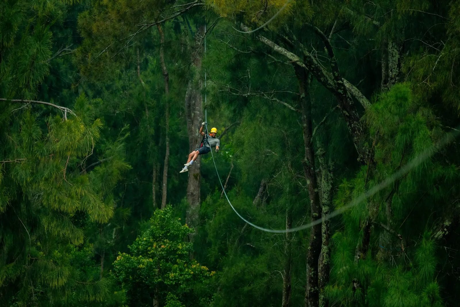 Guest zip-lining high above the ground, framed by tall trees in the dense North Kohala forest canopy.