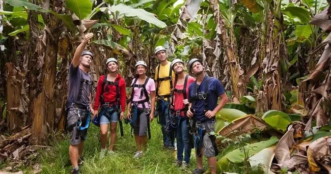 Guide points out native flora to a group of harnessed guests walking through a banana grove on the tour.
