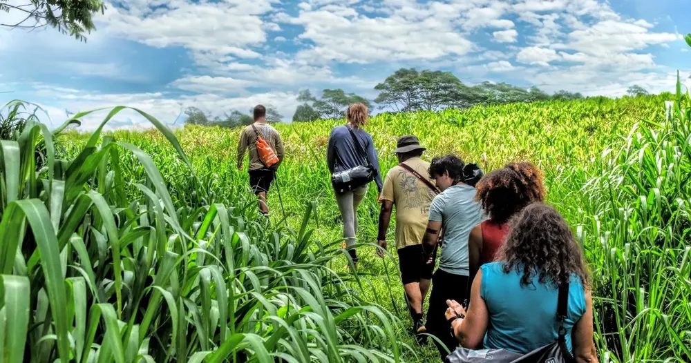 Hiking group walking single file through tall sugar cane fields under a blue sky with scattered clouds on Hawaii Island.