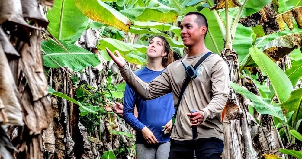Guide and guest pausing to examine banana plants while hiking through a lush banana grove on Hawaii Island.