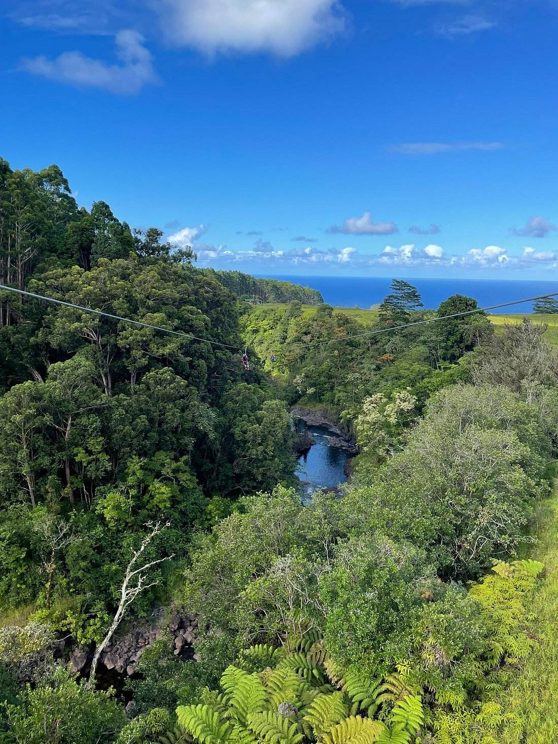 Zipline riders crossing a jungle-lined river gorge with sweeping ocean views in the distance at Umauma Falls.