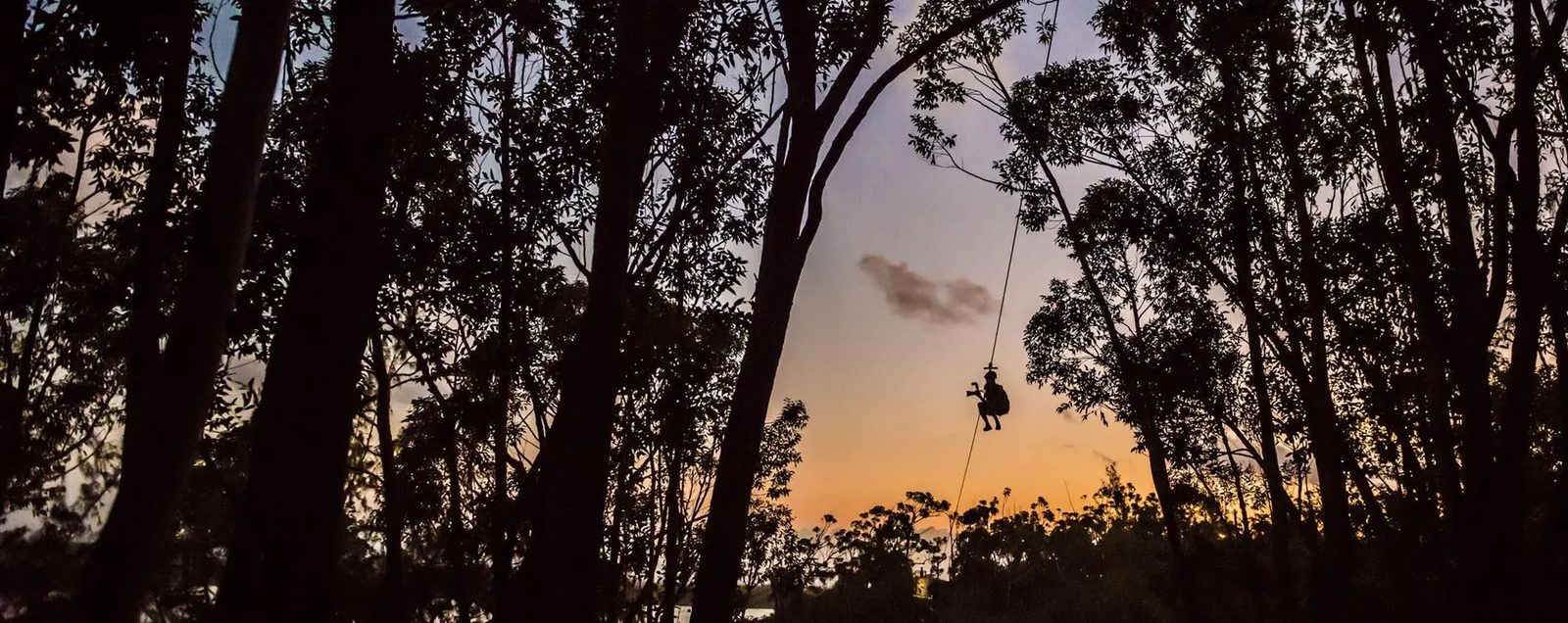 Silhouette of a zipliner gliding through eucalyptus canopy at sunset, warm orange sky visible through the trees.