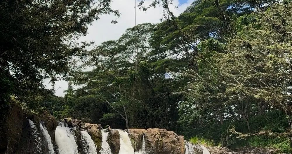 Wide Kīpū Falls cascades over a rocky ledge into a green swimming pool surrounded by dense tropical trees on Kauaʻi.